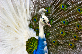 burung-merak 53 senarai